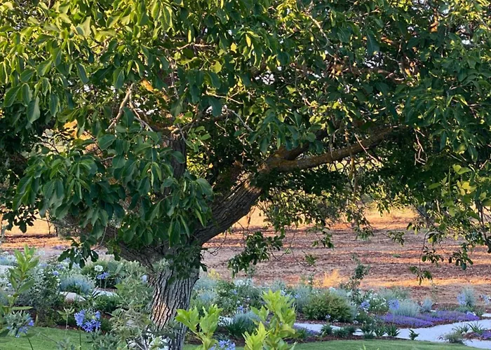 Trulli Otto Cappelli - Exclusive Trulli Villa *